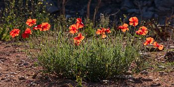 Mohnblumen im Gegenlicht
