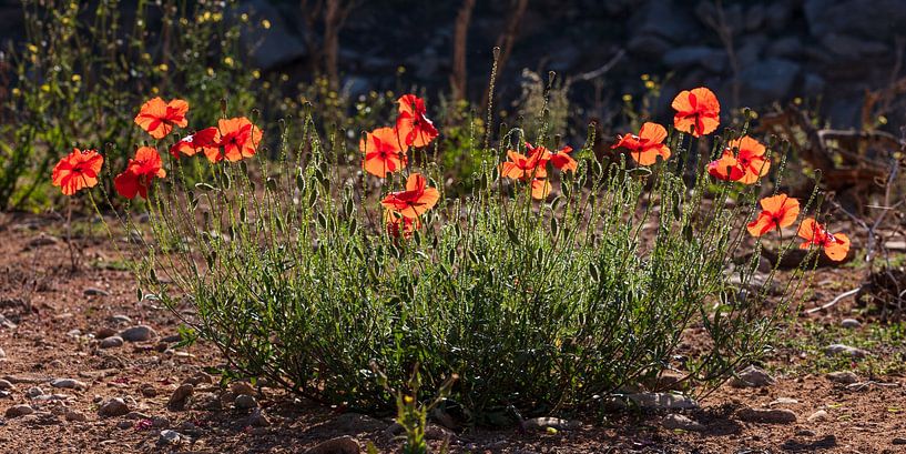Poppies in backlight by Erik Verheggen