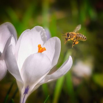 Une abeille vole vers une fleur de crocus blanc sur ManfredFotos