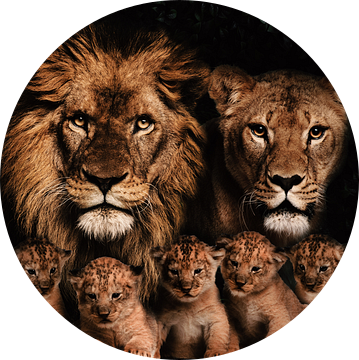 Leeuwen familie met 5 welpjes