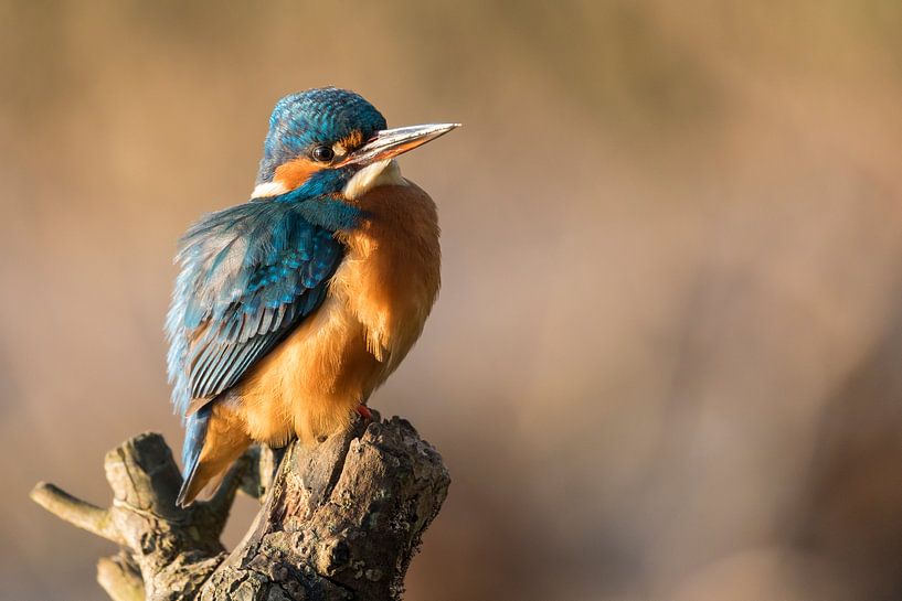 Vögel - Eisvogelweibchen-Porträt in schönem Morgenlicht von Servan Ott