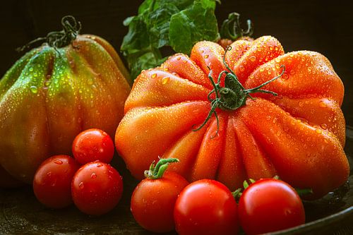 Tomaten - Vers geoogst
