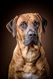 Rhodesian Ridgeback von Bob Van Hoyweghen