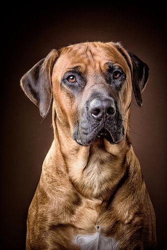 Rhodesian Ridgeback