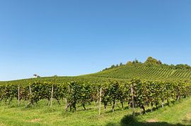 Bodensee druivenranken.