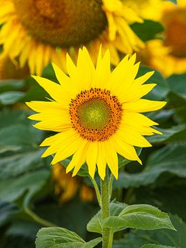 Champ de tournesols entre Stäbelow et Clausdorf près de Rostock sur Rico Ködder