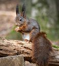 Rotes Eichhörnchen im Wald mit einer Nuss von Marjolein van Middelkoop Miniaturansicht