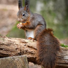 Écureuil rouge dans la forêt avec une noix sur Marjolein van Middelkoop