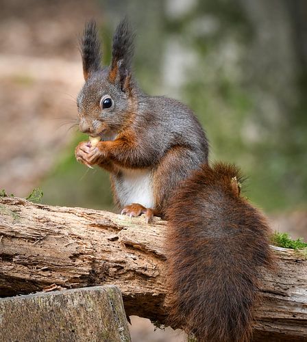Red squirrel in the forest with nut
