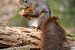 Rode eekhoorn in het bos met nootje van Marjolein van Middelkoop
