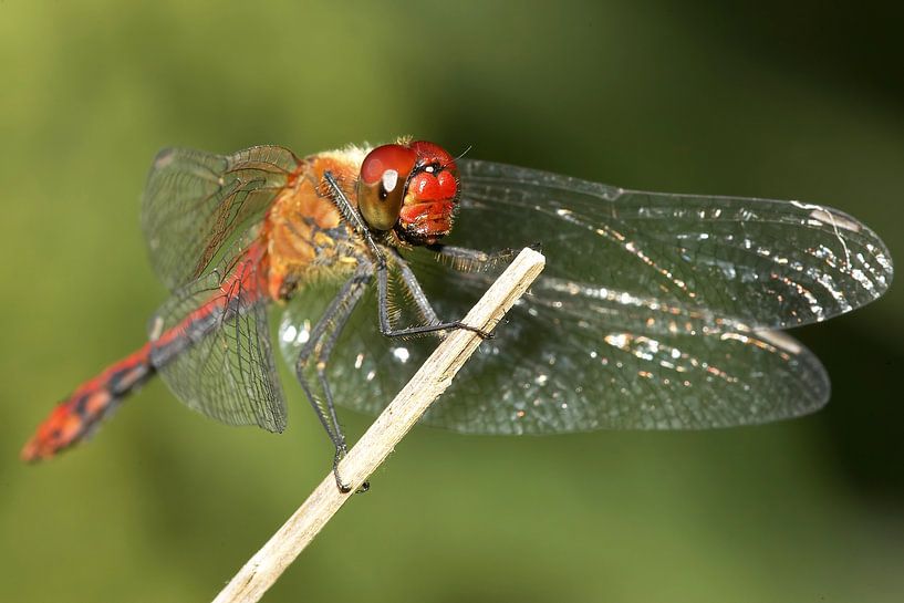 Dragonfly resting on a branch by Frank Herrmann