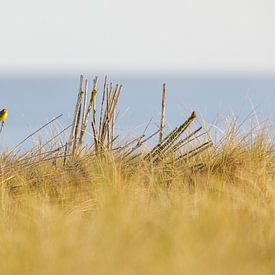 Gele Kwikstaart geniet van het uitzicht van Karin Bijpost