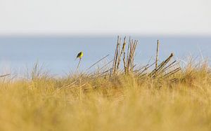 La Bergeronnette jaune apprécie la vue sur Karin Bijpost