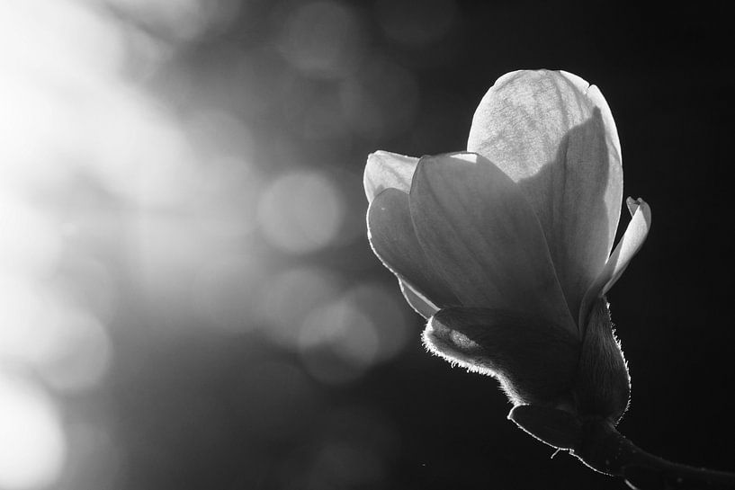 Coquelicot par Walljar