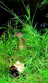 mère canard avec garçon