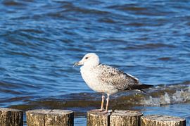 Möwen auf einer Buhne an der Ostsee. von Martin Köbsch