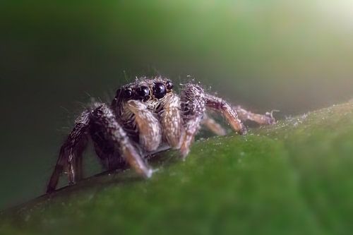 Macro araignée zébrée