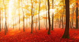 Herfstbos met zonnestralen