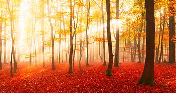 Herbstwald mit Sonnenstrahlen von Mustafa Kurnaz