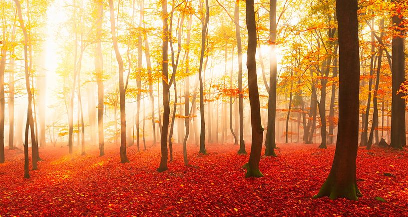 Autumn forest with rays of sunshine by Mustafa Kurnaz