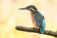Kingfisher, Alcedo atthis. Woman by Gert Hilbink thumbnail