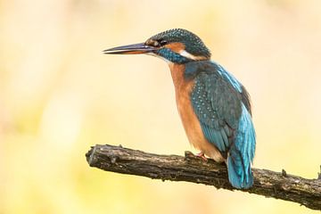 Kingfisher, Alcedo atthis. Woman by Gert Hilbink