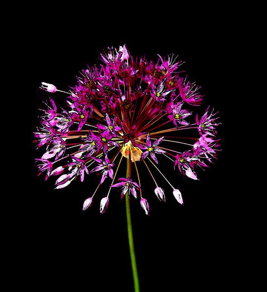 Allium (oignon d'ornement) . par Jose Lok