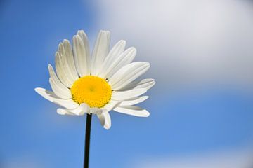 A daisy under a blue sky by Claude Laprise