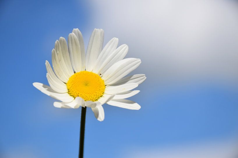 A daisy under a blue sky by Claude Laprise