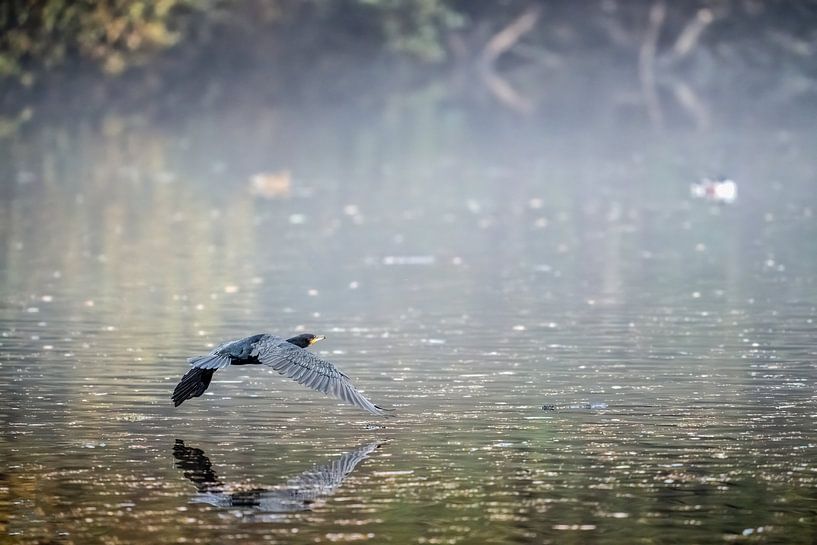 Flug im Nebel von Patrick Haleyt Photography