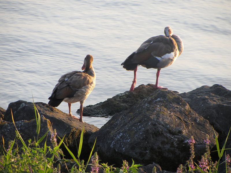 Watervogels by Nicky`s Prints