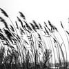 riet van Eva Overbeeke