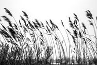 riet