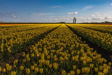 champ de tulipes jaunes sur peterheinspictures
