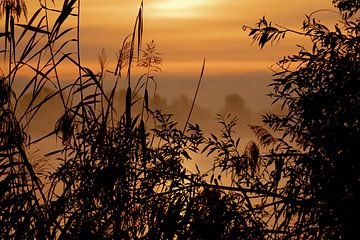 Biesbosch stilteleven van Willem Woudenberg / Photobywim