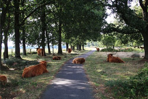 Vreedzaam Samenzijn: Schotse Hooglanders