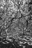 Into the woods