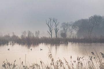 Neblige Morgendämmerung | Landschaft von Daan Duvillier | Dsquared Photography