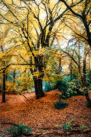 Bel arbre aux couleurs d'automne