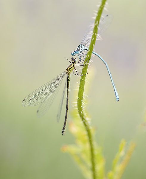 the kiss by natascha verbij