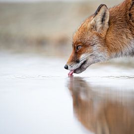 Thirsty fox on the waterfront with reflection by Alex Pansier