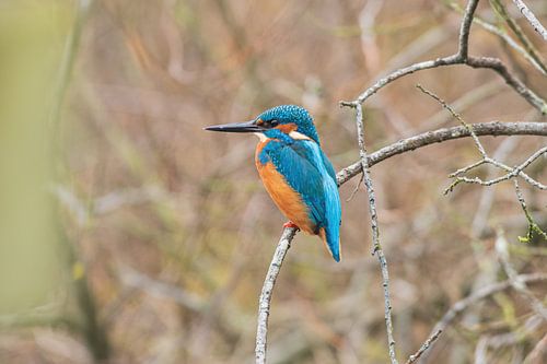 Kingfisher in the Weerribben weeding