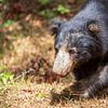 Sloth bear of Sri lanka heel relaxt 2024 van Ton Tolboom