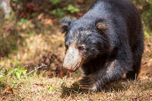 Sloth bear of Sri lanka heel relaxt 2024