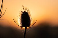 Solardistel