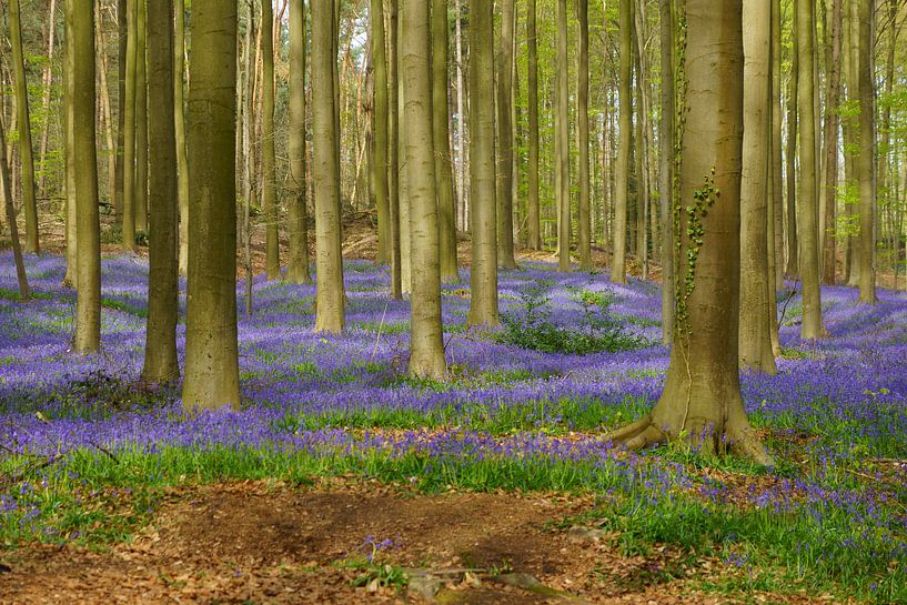 Bloemen in het Hallerbos van Michel van Kooten