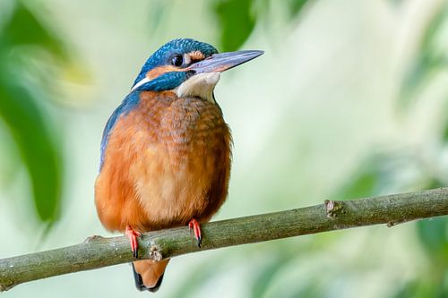 The most beautiful bird in the Netherlands.