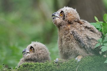 Eagle Owls ( Bubo bubo ), two fledlings, sitting on the ground of a forest van wunderbare Erde