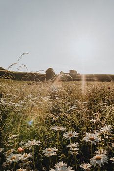 Romantisches Landschaftsfoto mit wilden Gänseblümchen im Vordergrund in Limburg | Naturfotografie | 