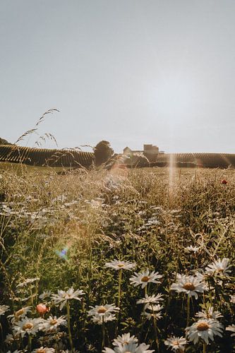 Romantisches Landschaftsfoto mit wilden Gänseblümchen im Vordergrund in Limburg | Naturfotografie | 